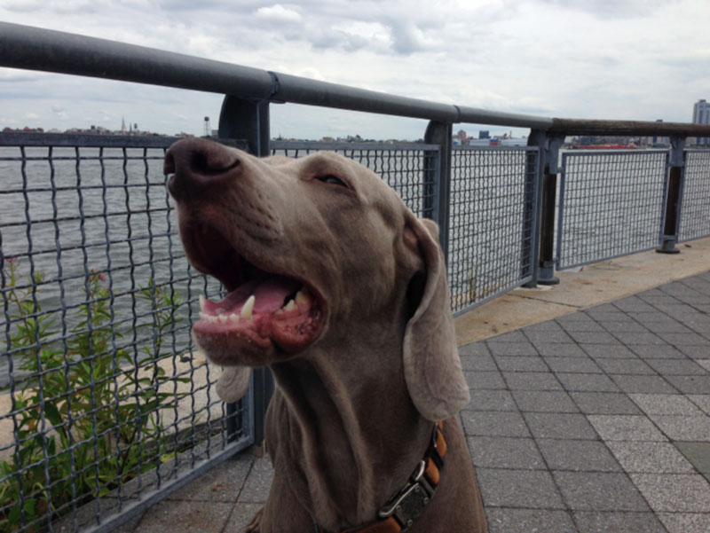Hot Summer Day with Bodhi by the East River