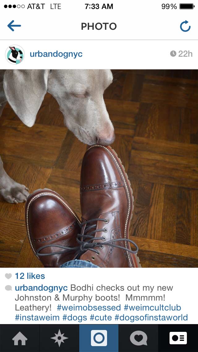 Bodhi Checking Out My Johnston & Murphy Shoes