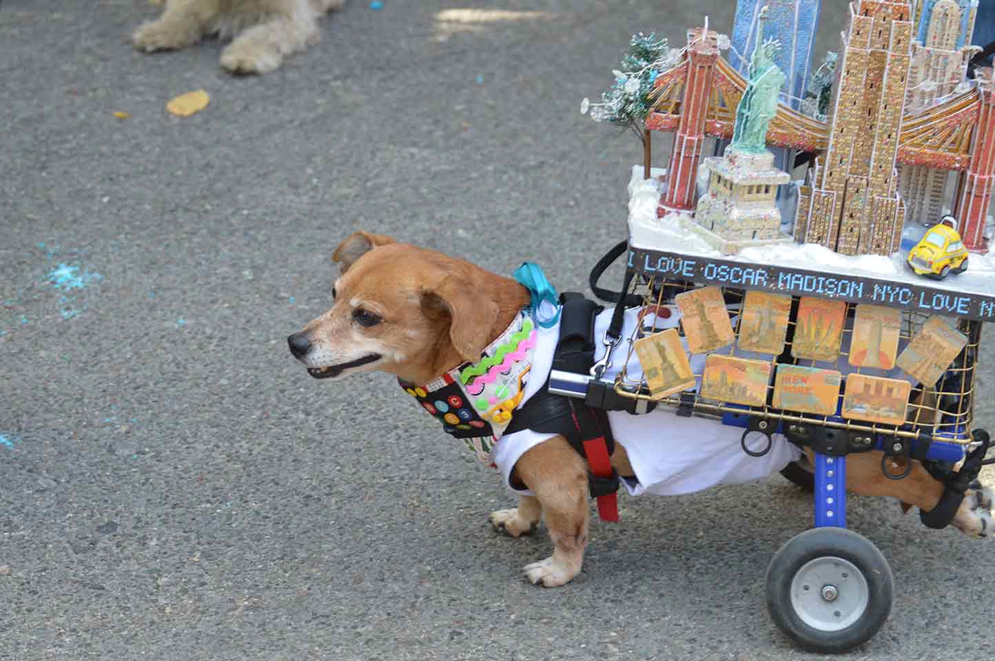Dog Dressed as the Greatest City on Earth