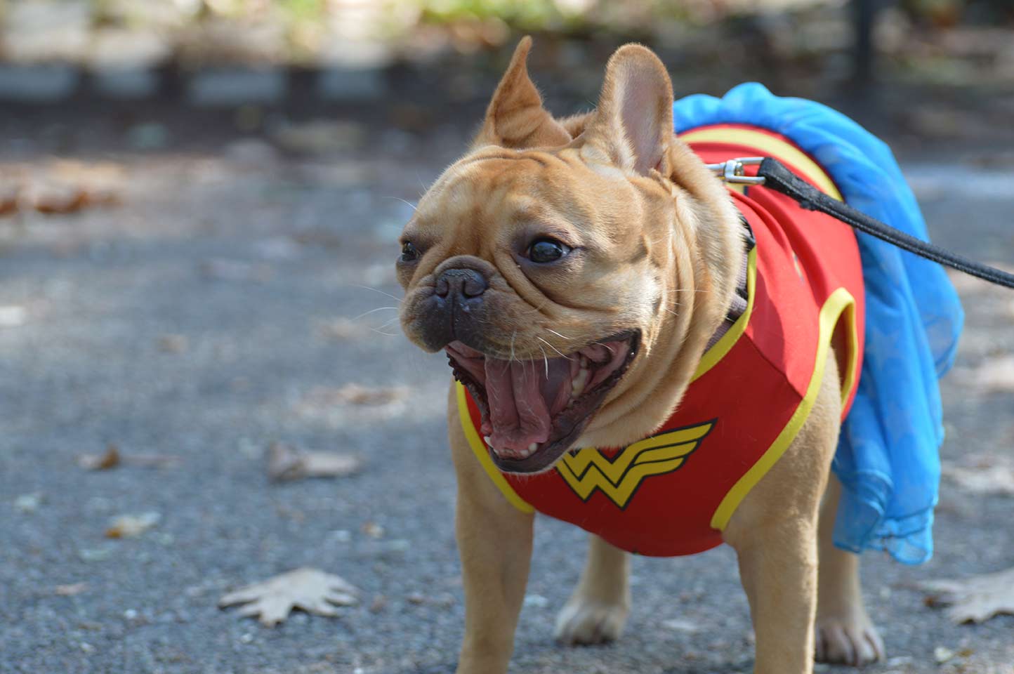 Wonder Woman Frenchie at the Tompkins Square Halloween Parade