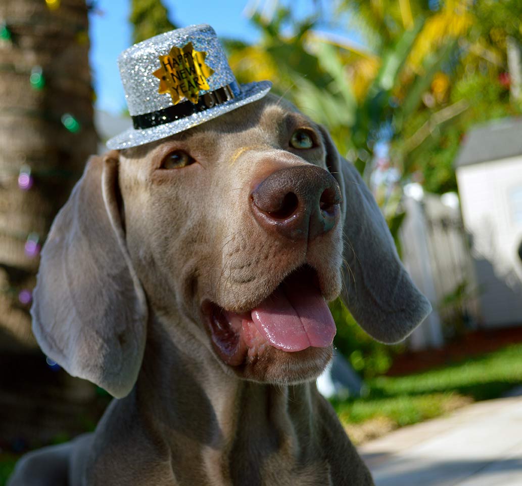 Bodhi Wishes You a Happy New Year!