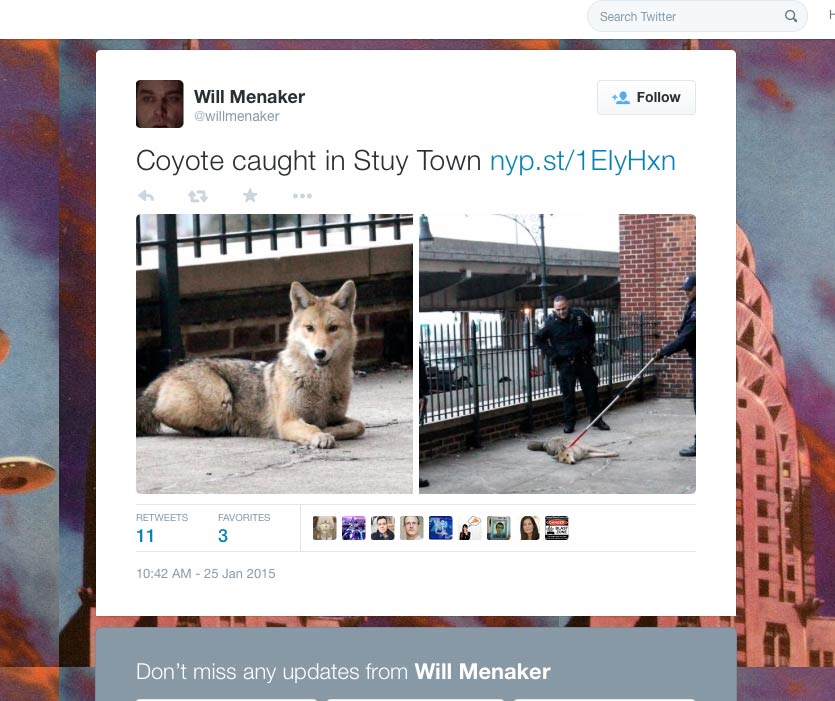 Stuyvesant Town Coyote