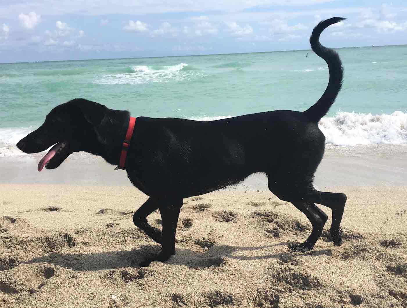 Daisy the Beach Dog