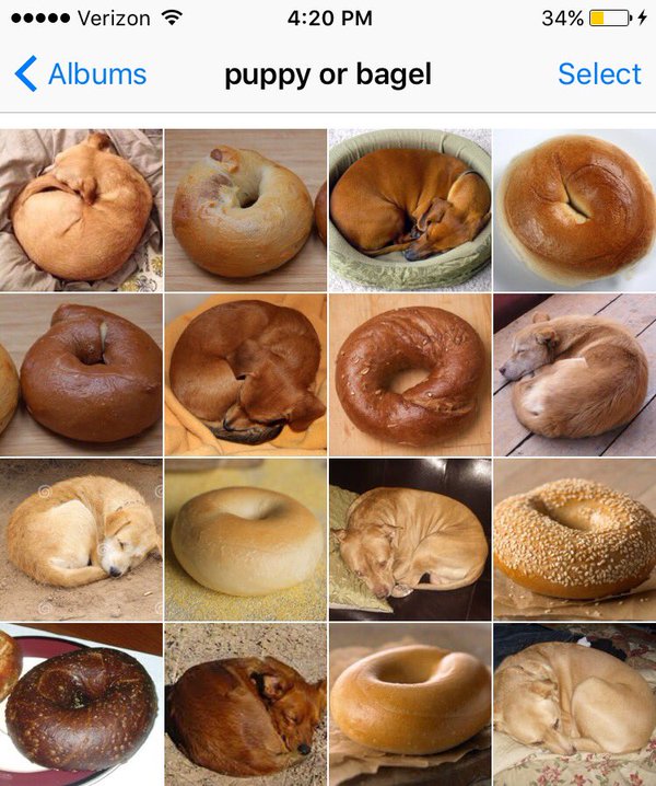 Dogs? Or Bagels?