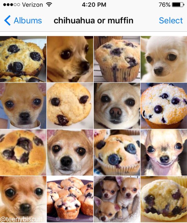 Blueberry Muffins? Or Chihuahuas?