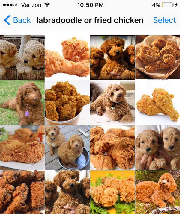 Dogs or Fried Chicken