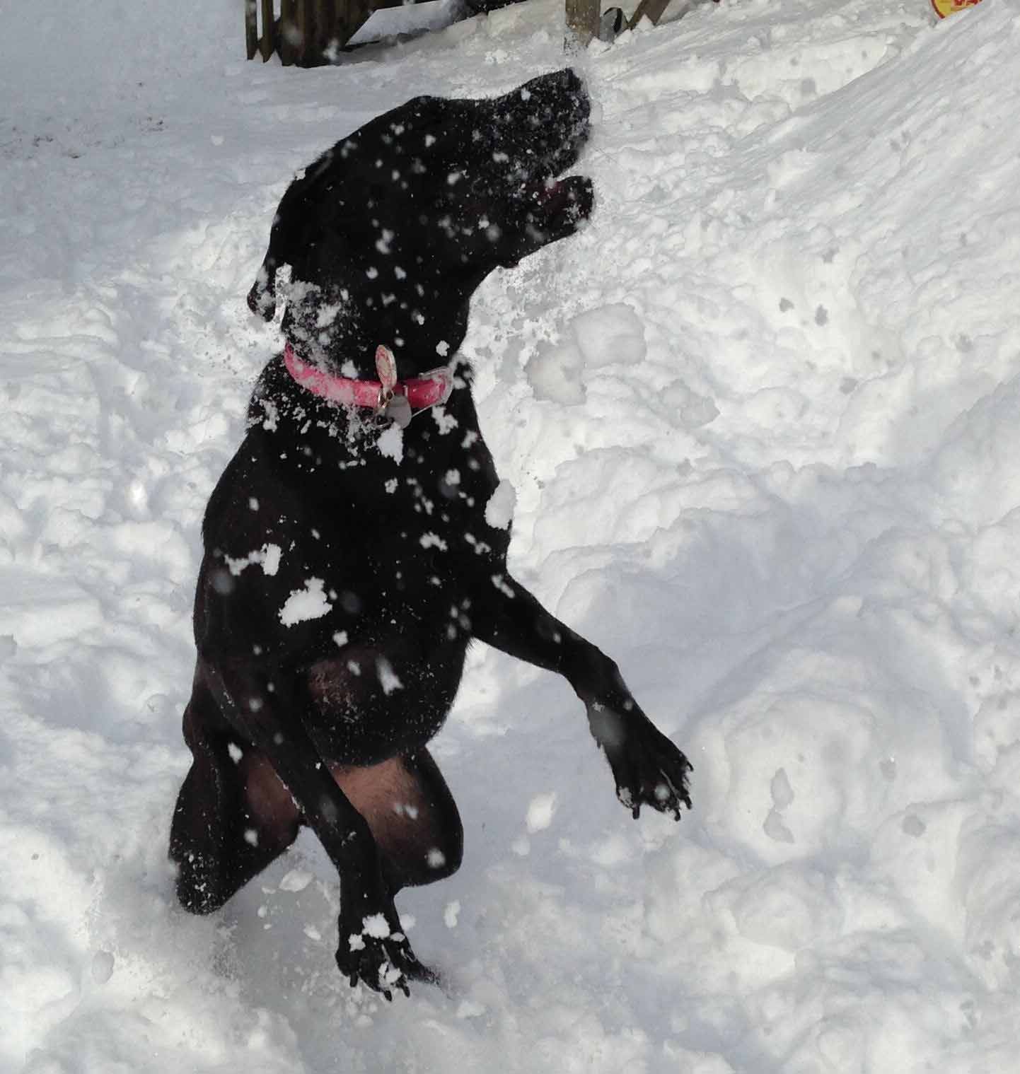 Why do dogs love snow