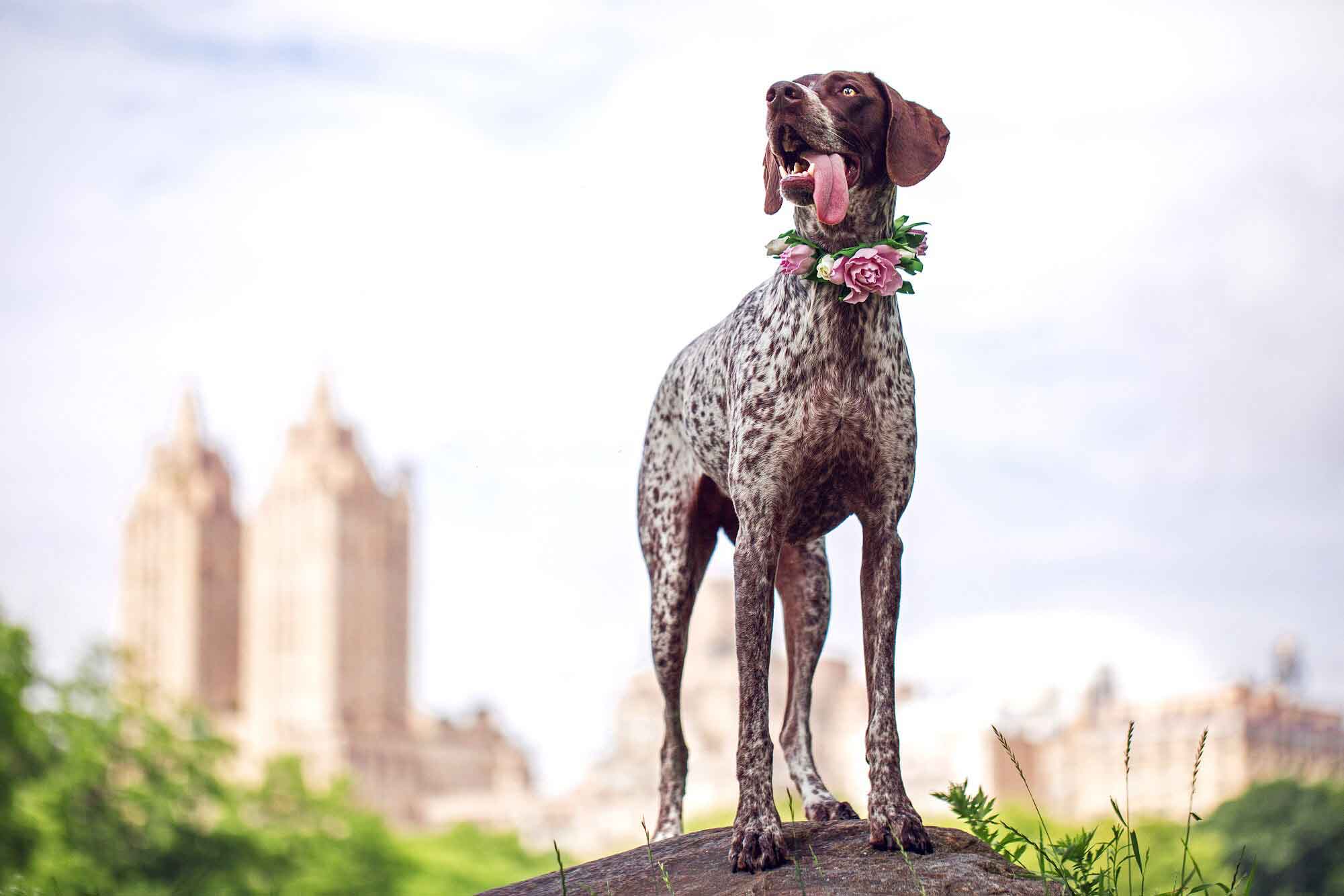 Abbie the German Shorthaired Pointer