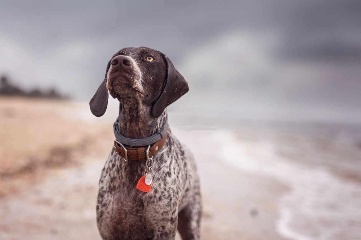 Abbie the German Shorthaired Pointer