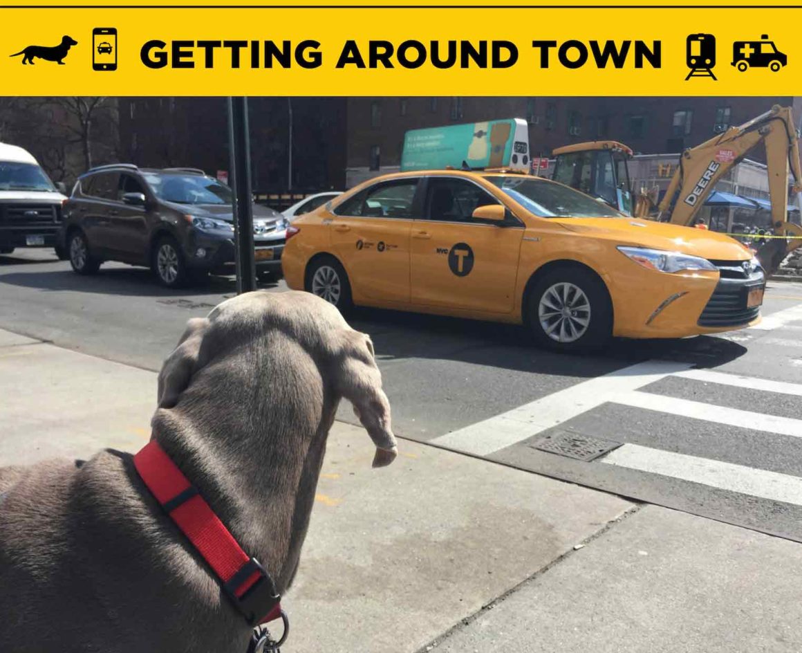 Pet transportation NYC