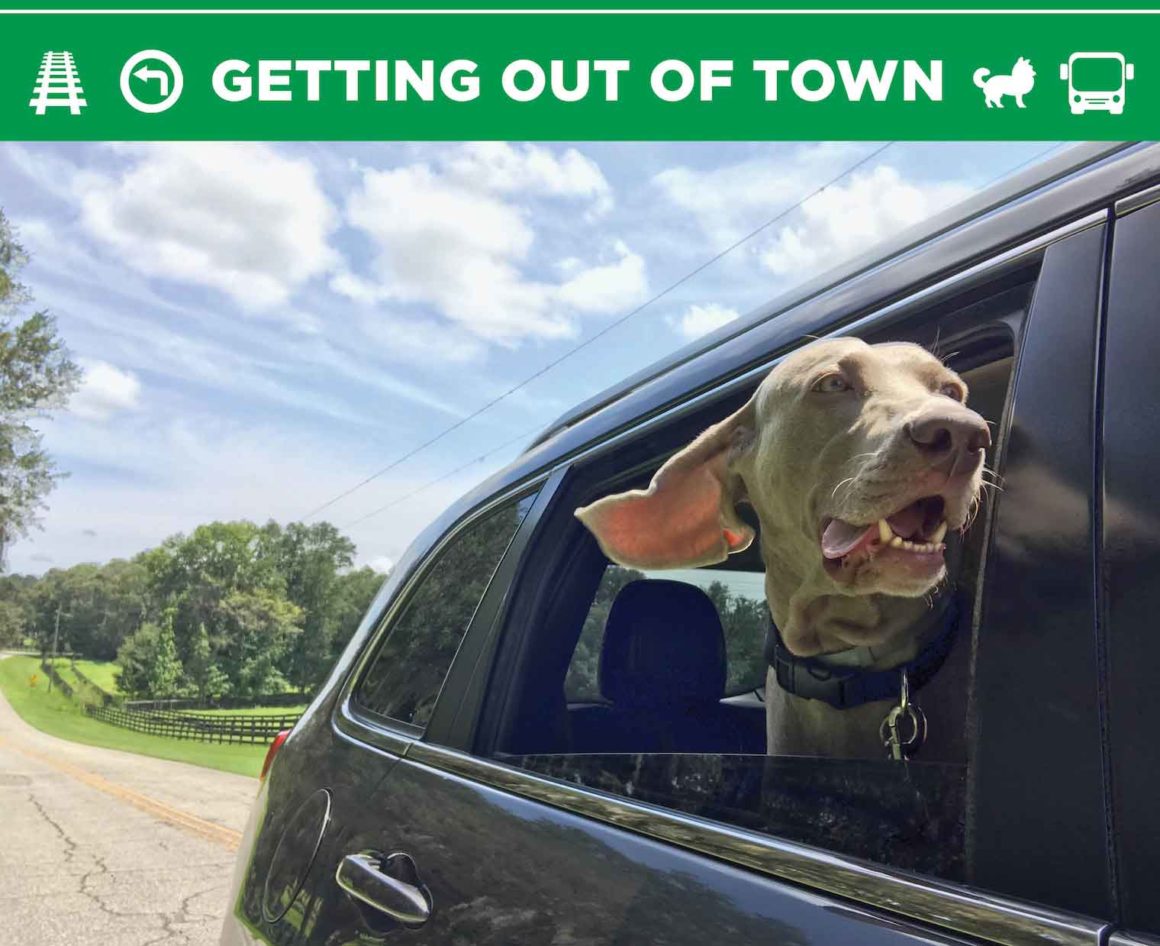 Dog Friendly Transportation in New York City