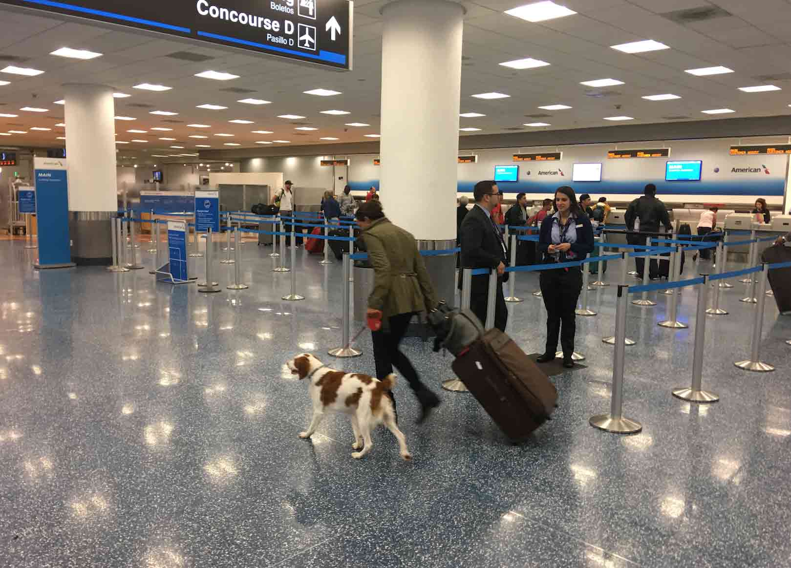 Flying with your dog