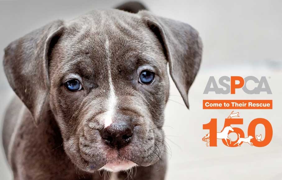 Adoptapalooza and the ASPCA's 150th Anniversary