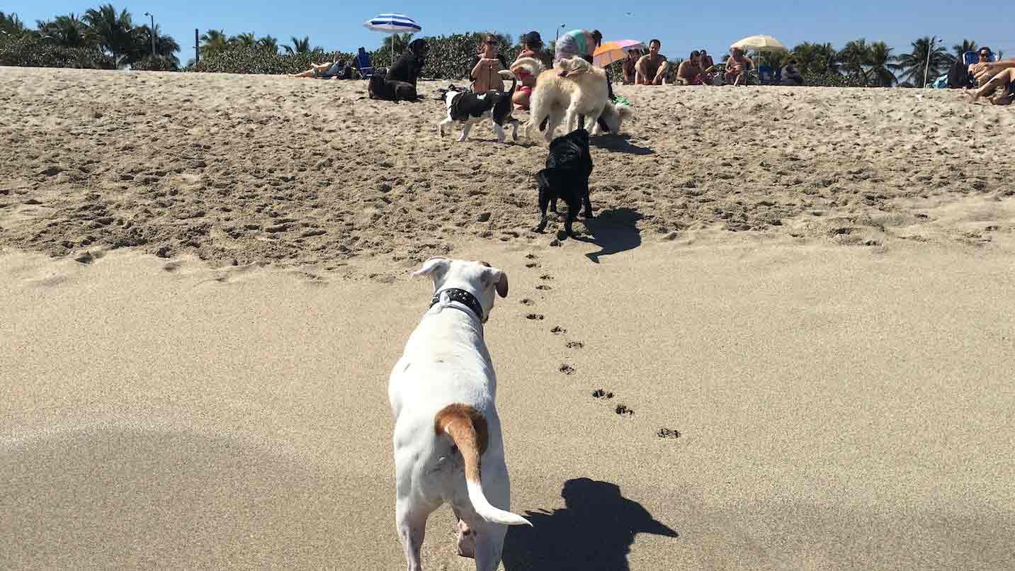 Haulover Dog Beach
