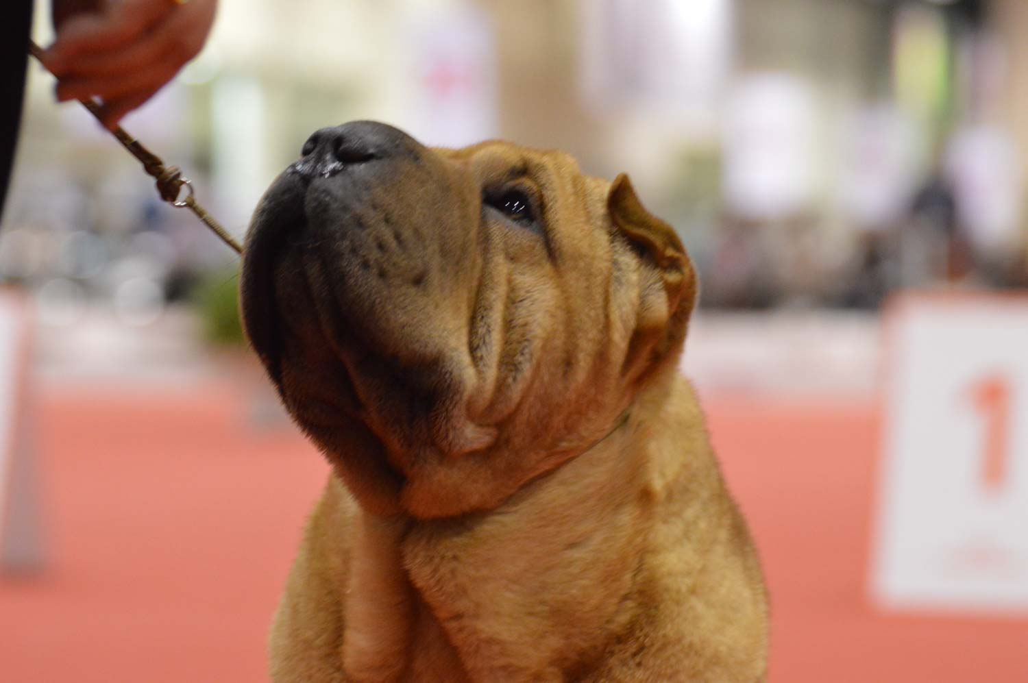 Canine Extravaganza: Owner-Handler Day