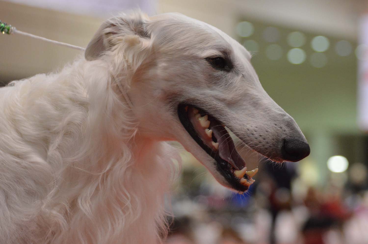 Canine Extravaganza: Owner-Handler Day