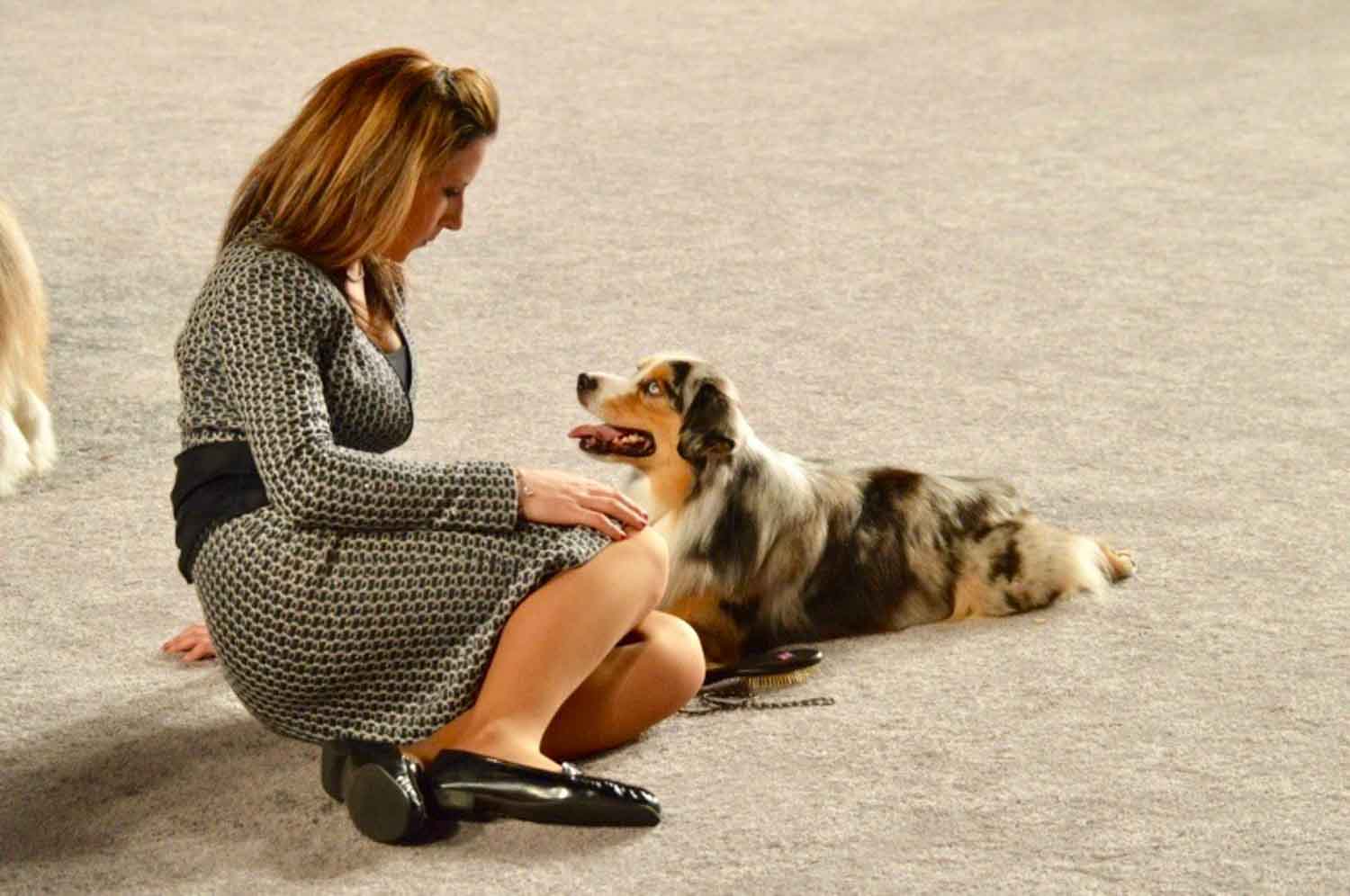 Ringside at the American Kennel Club National Championship