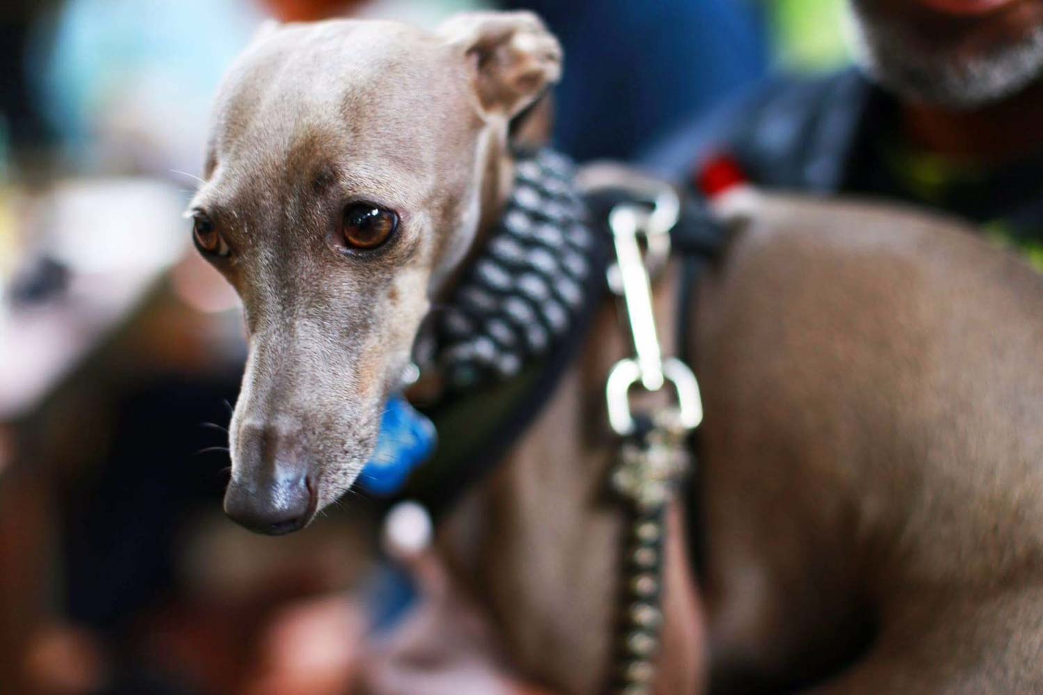 Italian Greyhound: Breed of the Week - Urban Dog