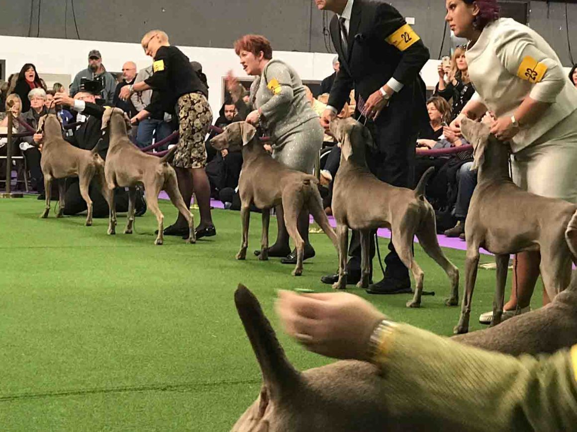 Westminster: Dog Show Handlers