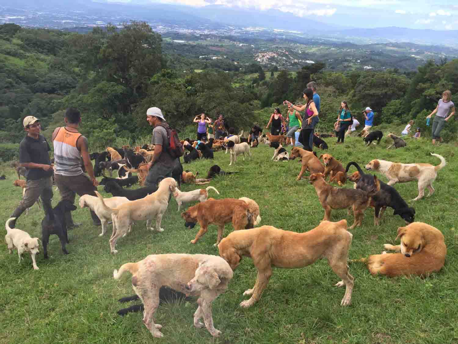El Territorio de Zaguates (Photo: Rob Polishook) Netflix's dogs