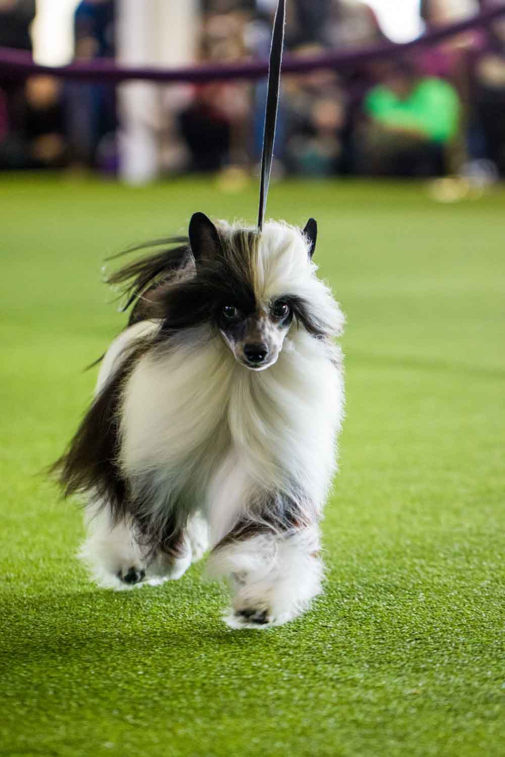 Chinese Crested (Photo: Natalie Siebers)