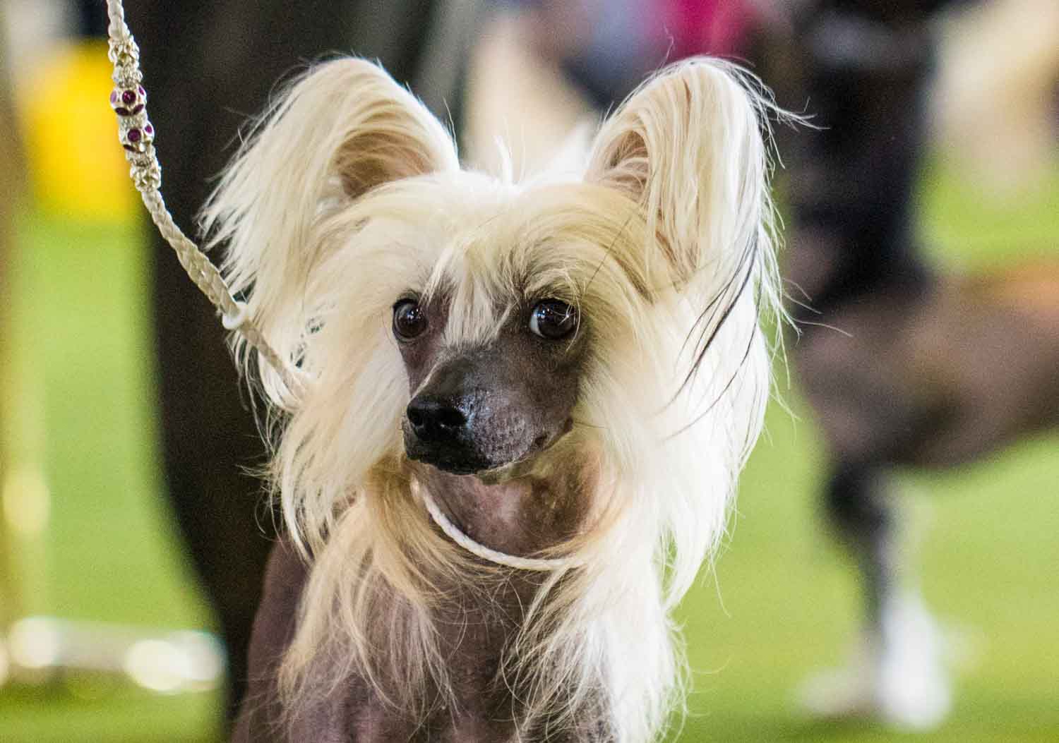 Chinese Crested (Photo: Natalie Siebers)