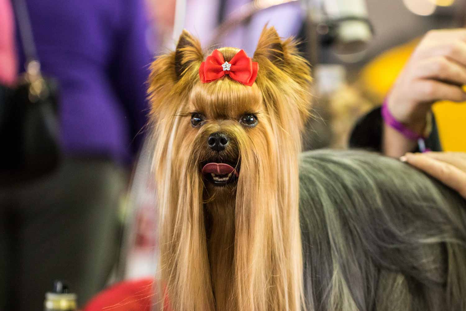 Westminster Dog Show Portraits
