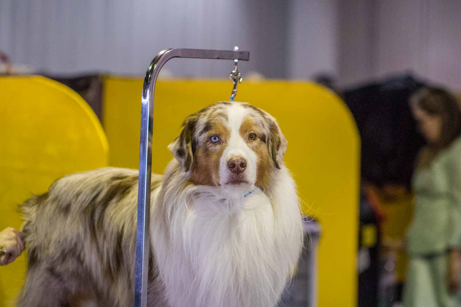 Westminster Dog Show Portraits
