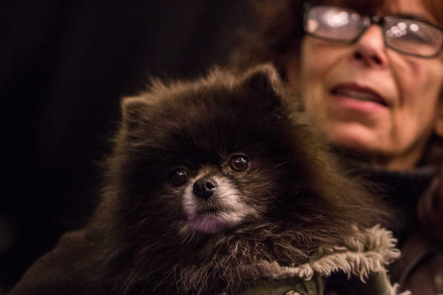 Pomeranian (Photo: Natalie Siebers)