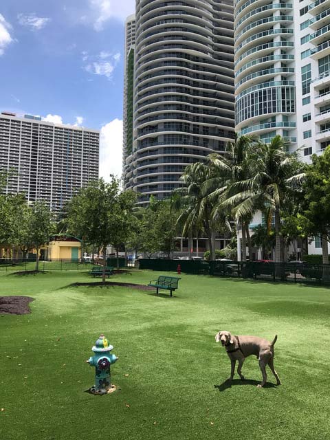 Miami Dog Run Review Margaret Pace Park