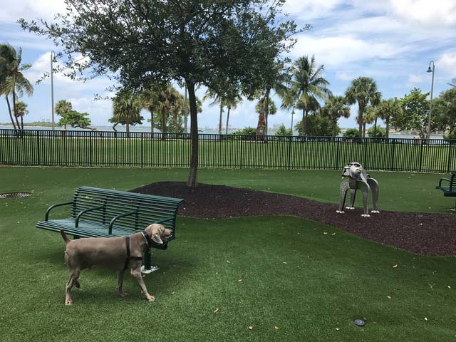 Miami Dog Run Review Margaret Pace Park