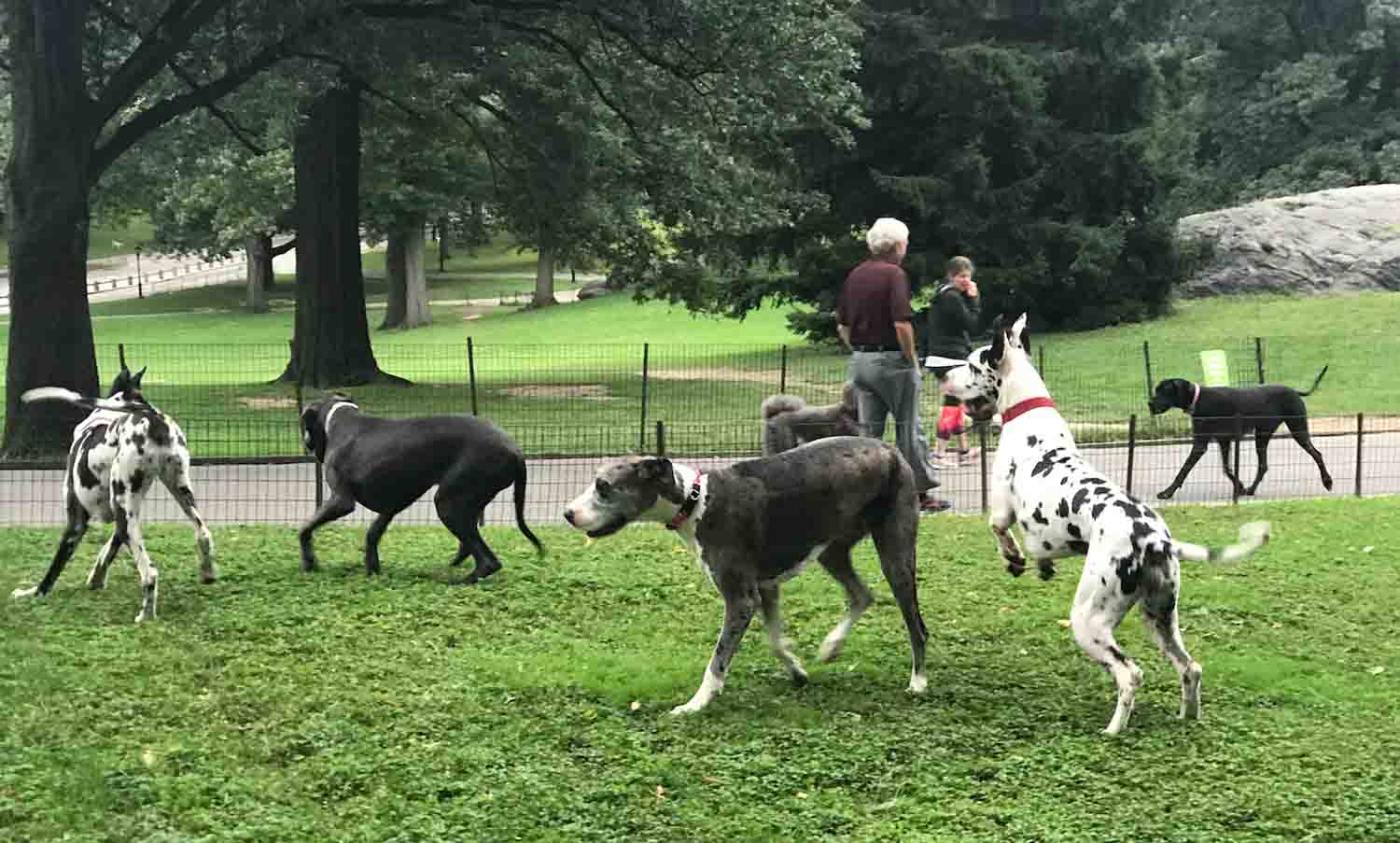 Things to do with Your Dog in NYC