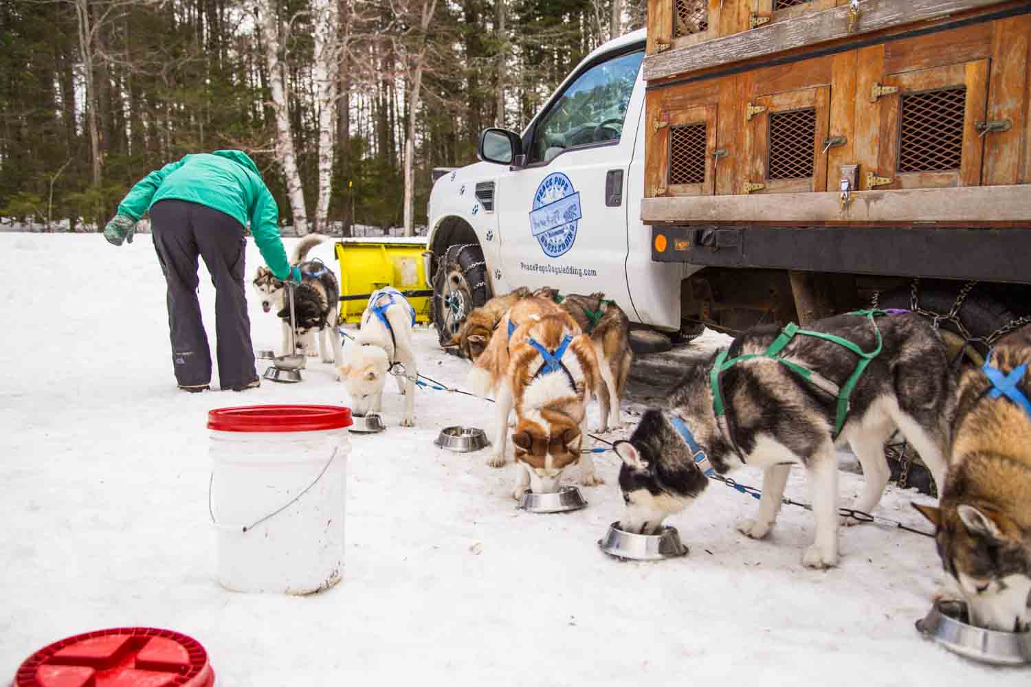 Dog Sledding in Vermont (Photo: Natalie Siebers)