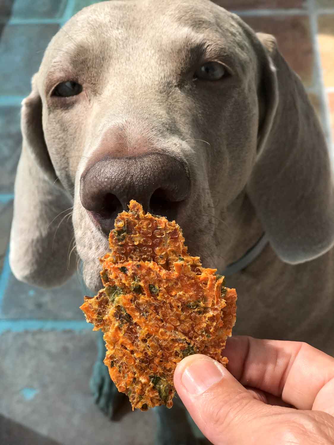 Bodhi Checks Out his South Fork Chicken Crisp
