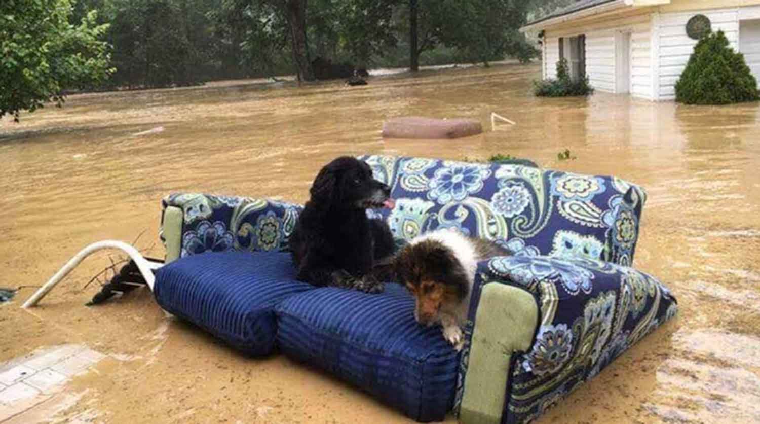 FEMA Helps Pets During Disasters