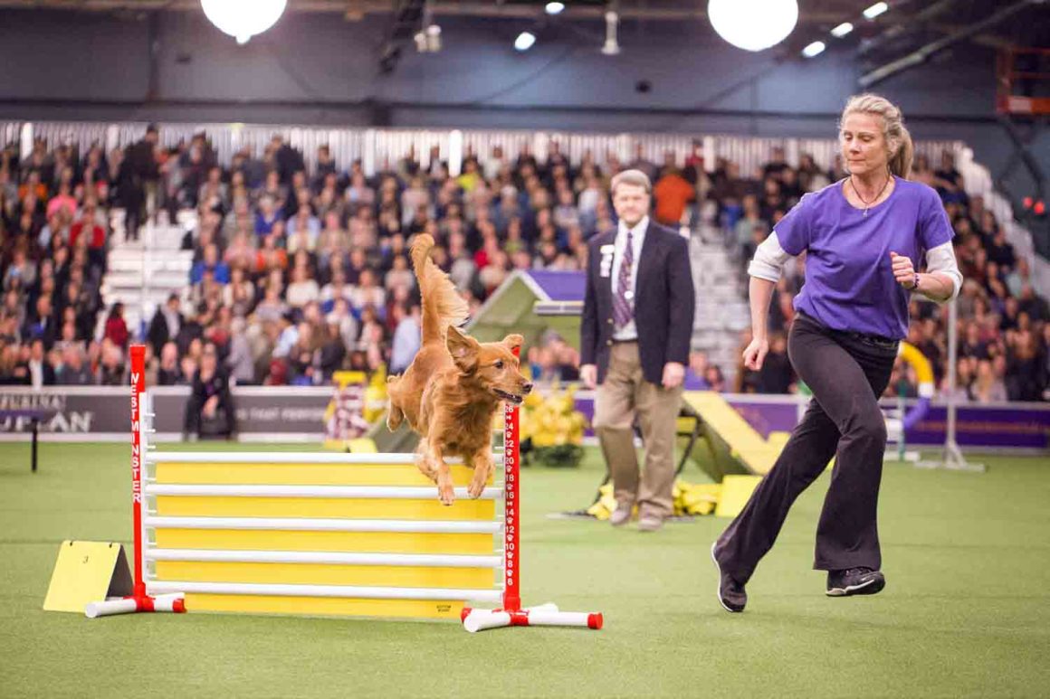 Westminster Agility Championship (Photo: Natalie Siebers)