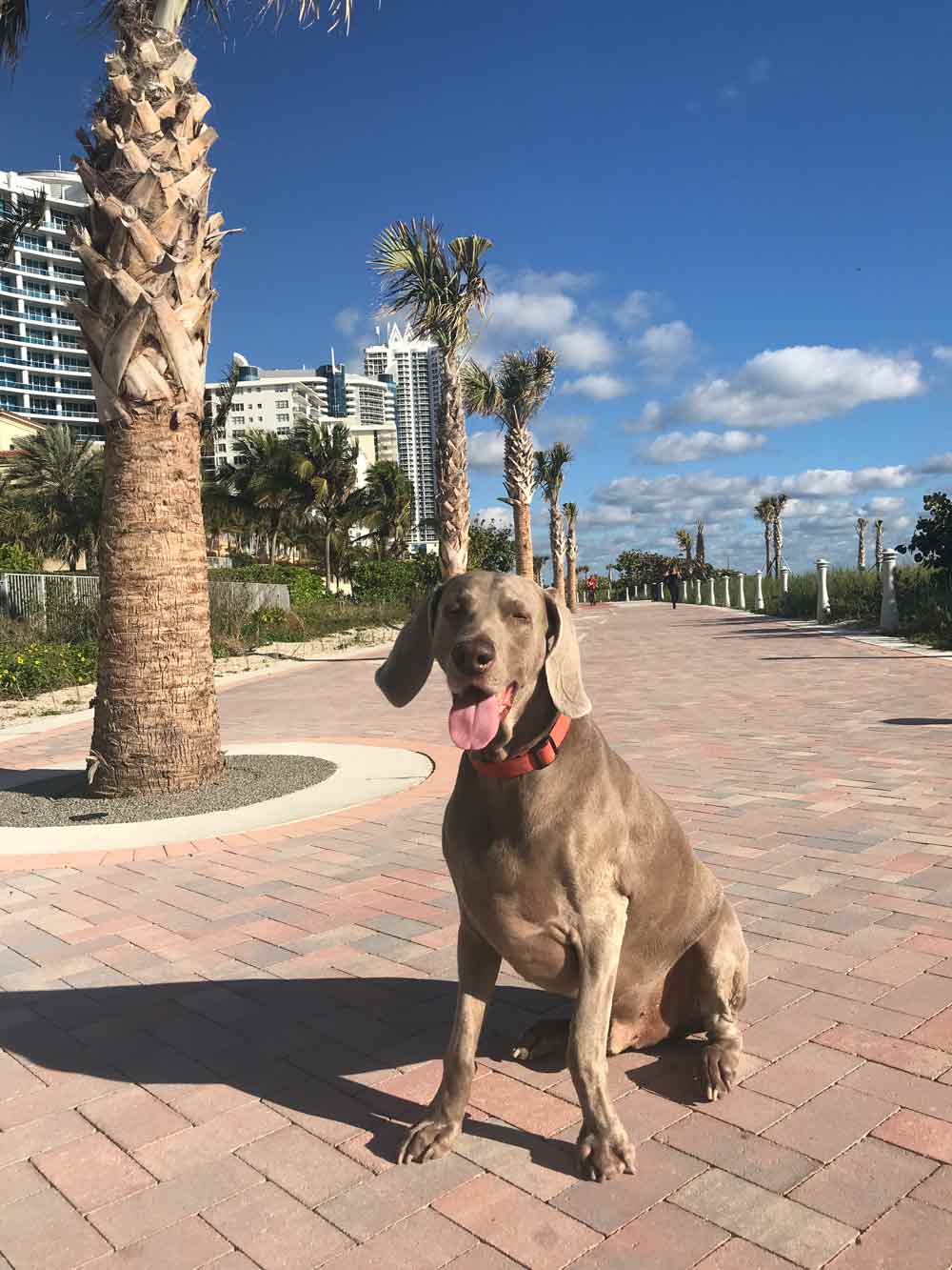 Five Things to do In Miami with Your Dog