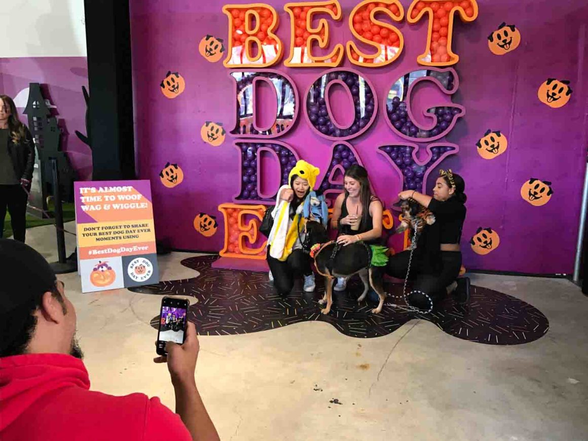 The Dodo Best Dog Day Ever Halloween Edition