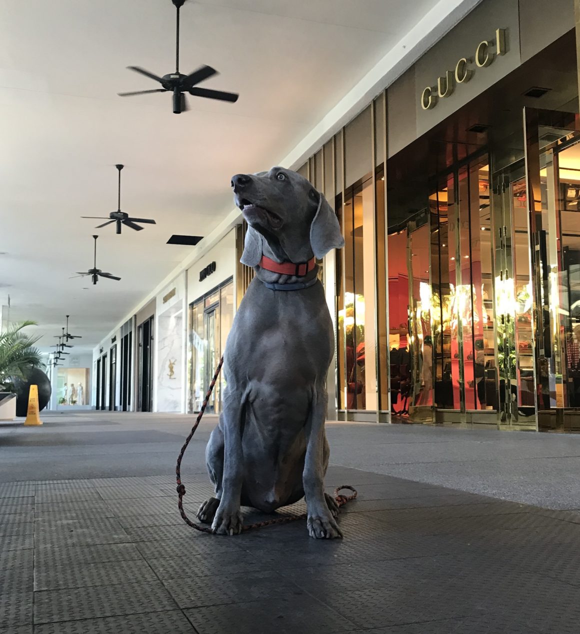 five things to do with your dog in miami